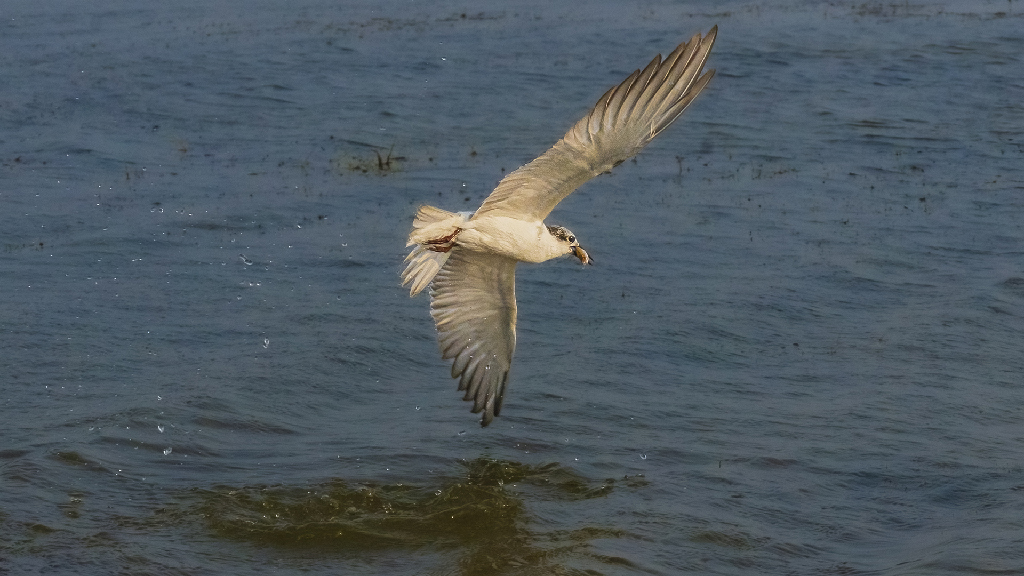 A Seagull With Kill by Sanat Kumar Karmakar