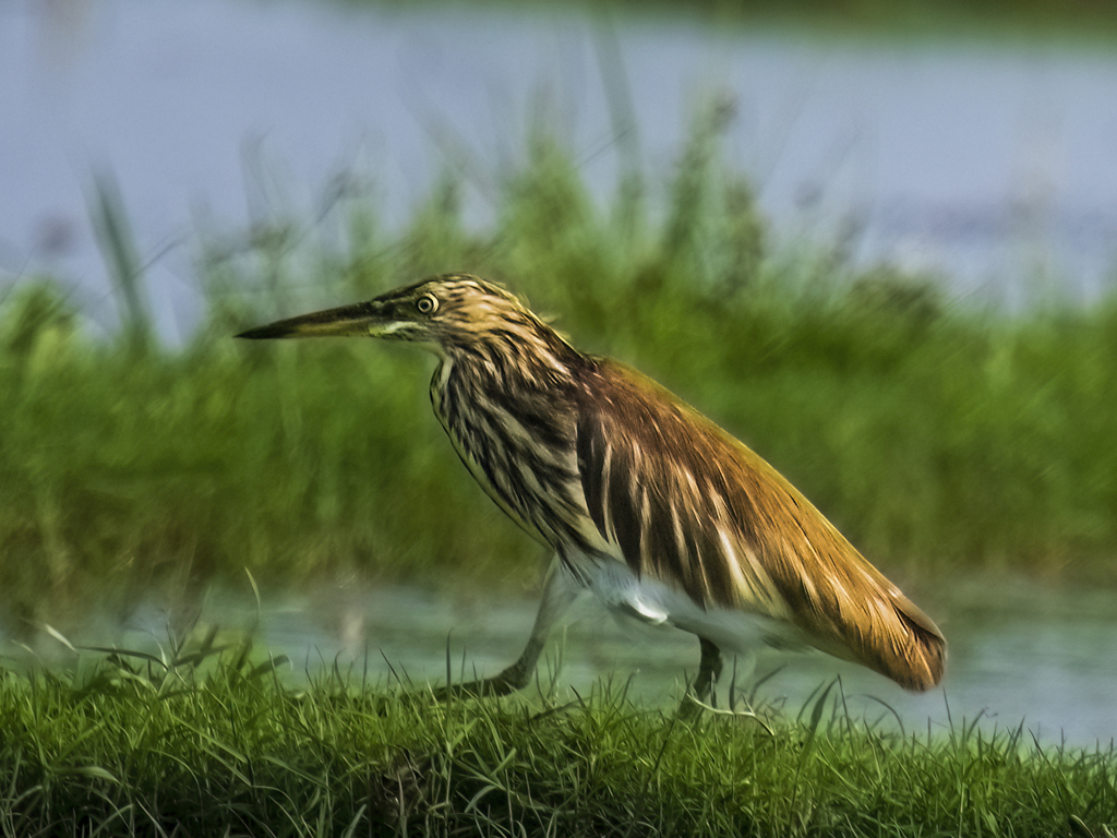 The Indian Pond Heron by Sanat Kumar Karmakar