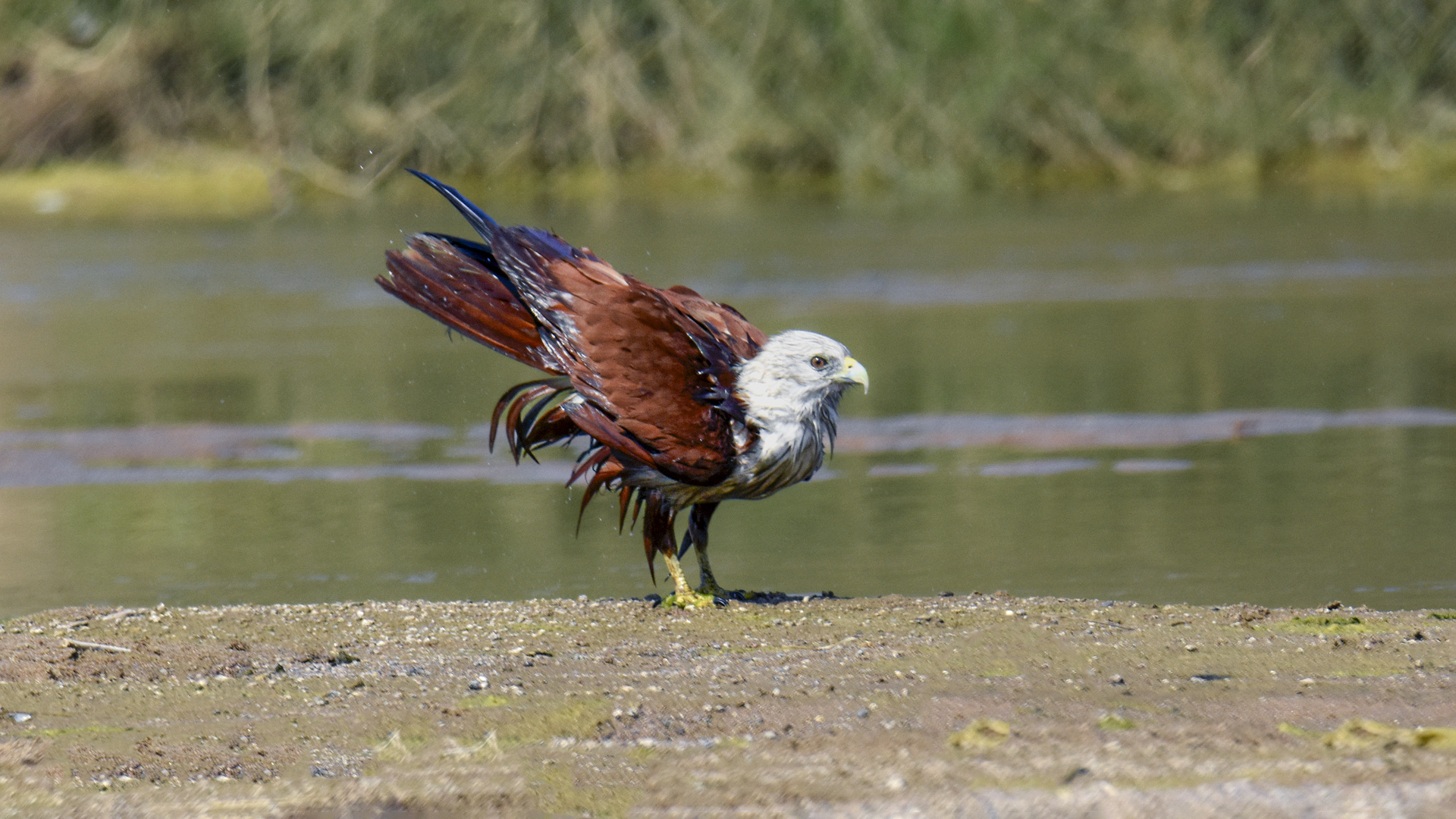 Brahminy Kite