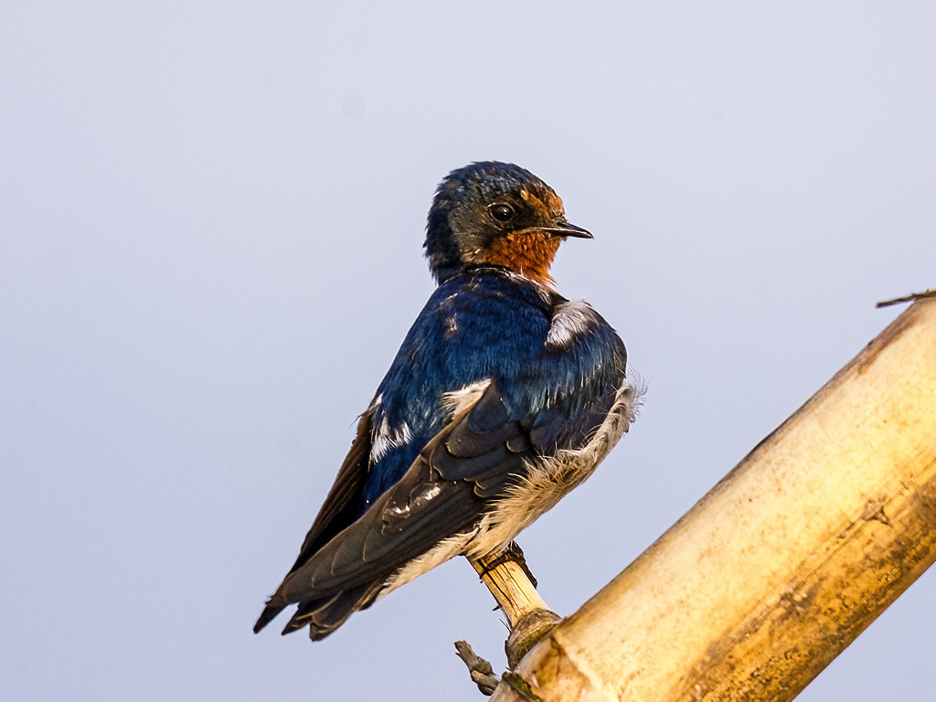 Barn Swallow by Sanat Kumar Karmakar