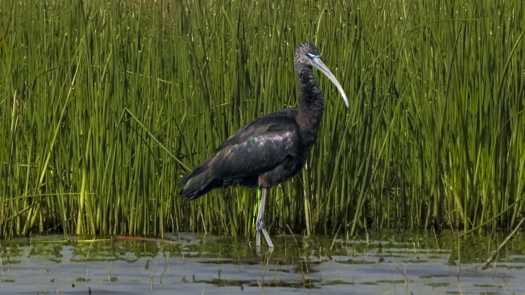 Glossy Ibis Of Nalsarovar by Sanat Kumar Karmakar