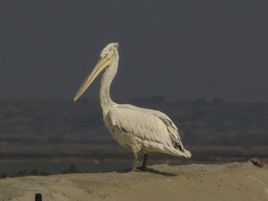 Great White Pelican Of Charakla by Sanat Kumar Karmakar
