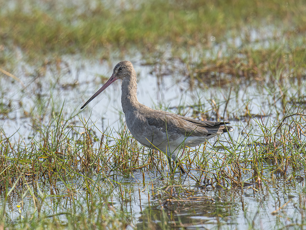 Black Tailed Goodwit by Sanat Kumar Karmakar