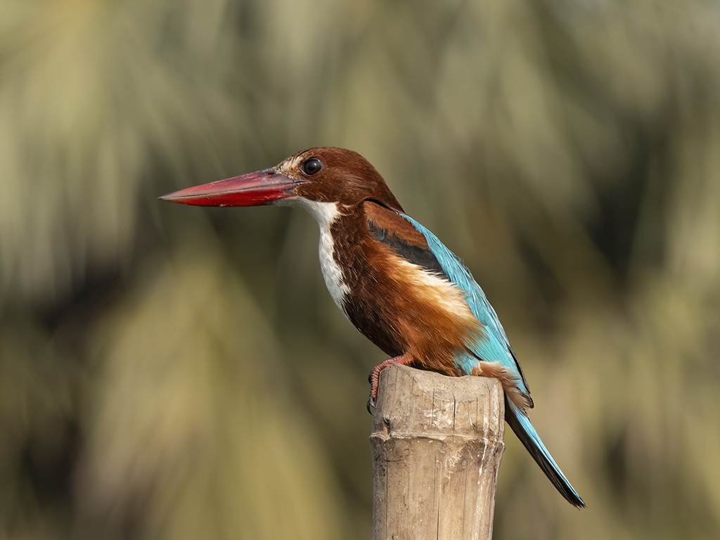 White Bellied Kingfisher Of Mangalajodi by Sanat Kumar Karmakar