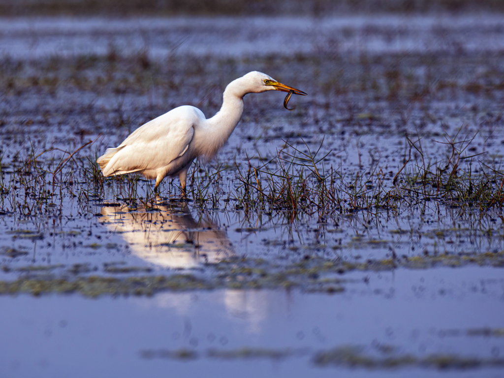 Egret Caught A Fish by Sanat Kumar Karmakar