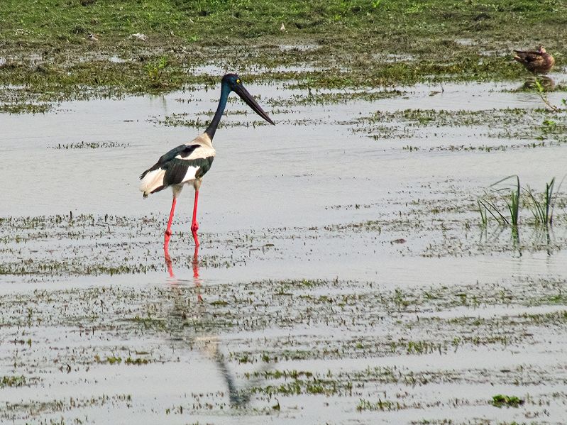 Black Necked Stork Of Kaziranga by Sanat Kumar Karmakar