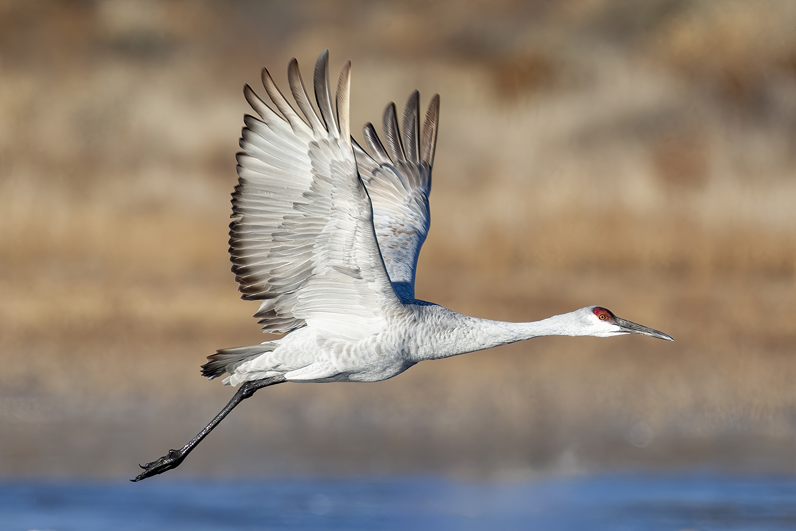 Sandhill Crane At Bosque by Bruce Benson