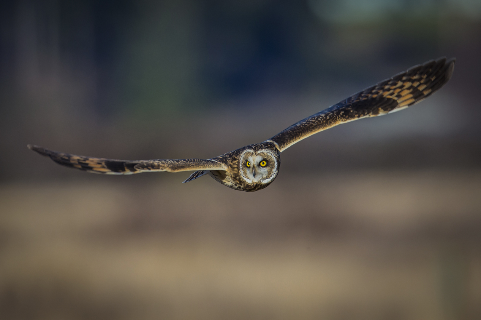 Short-Eared Owl