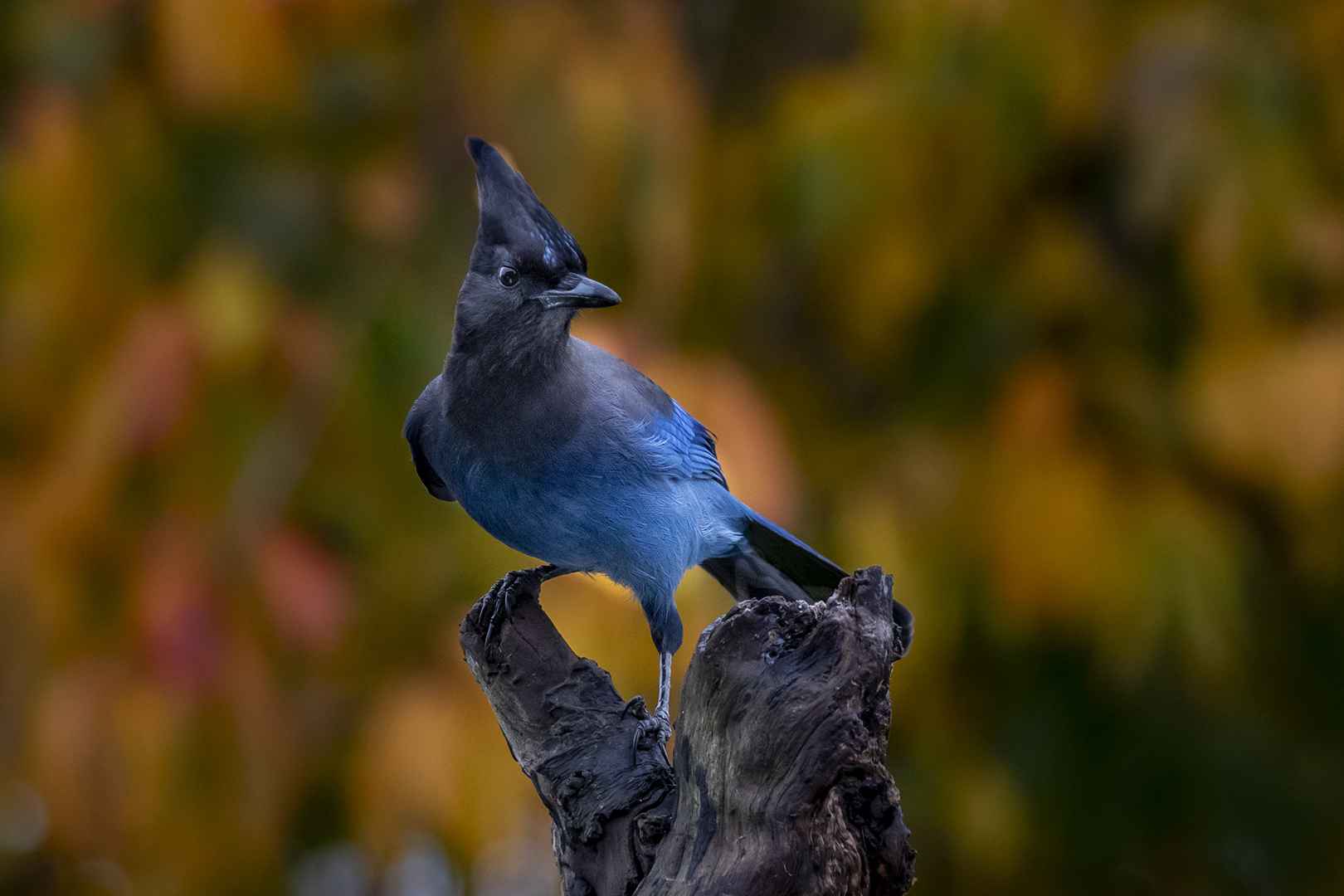 Stellars Jay