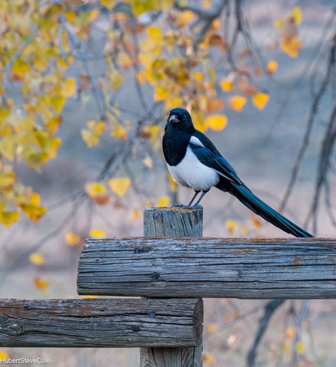 Magpie Success