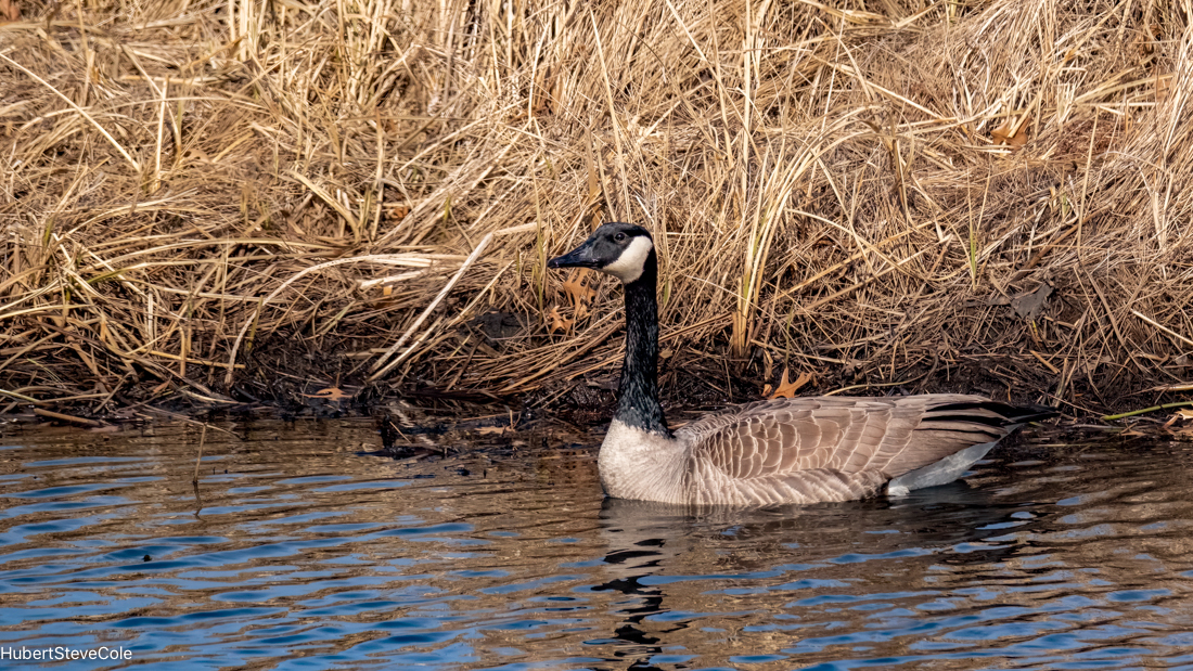 Floating Majestically by Steve Cole