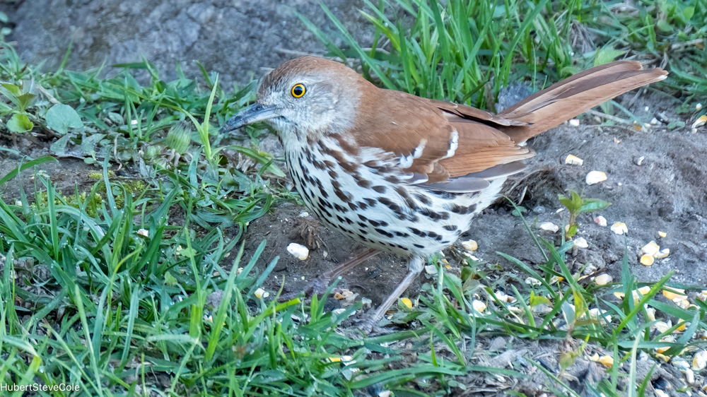 Thrush Surprise by Steve Cole