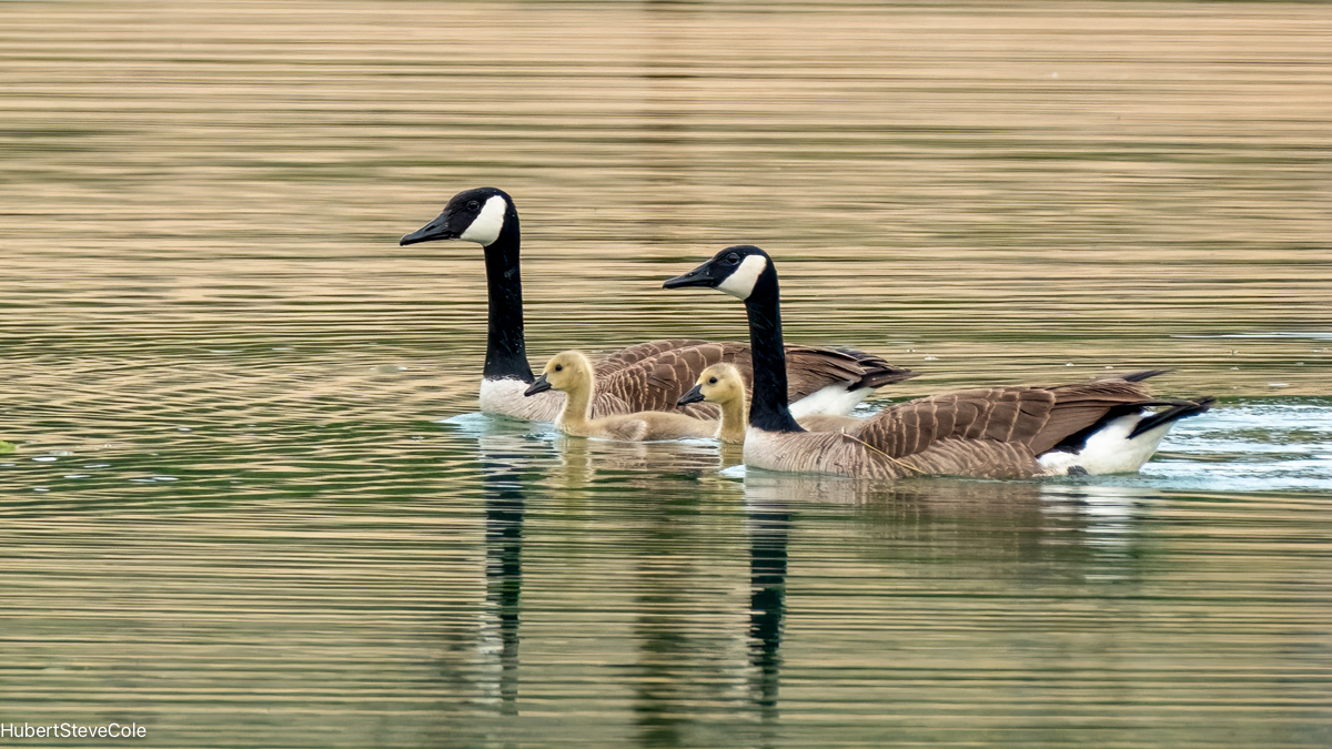 Table For Four Please by Steve Cole
