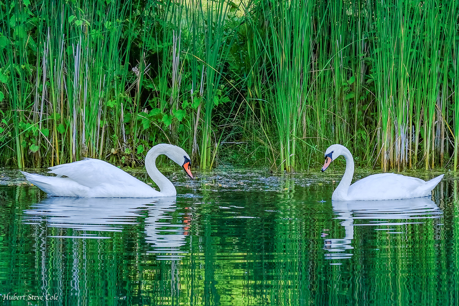 Devoted Pair by Steve Cole