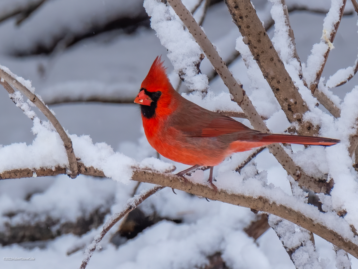 Handsome Winter Visitor by Steve Cole