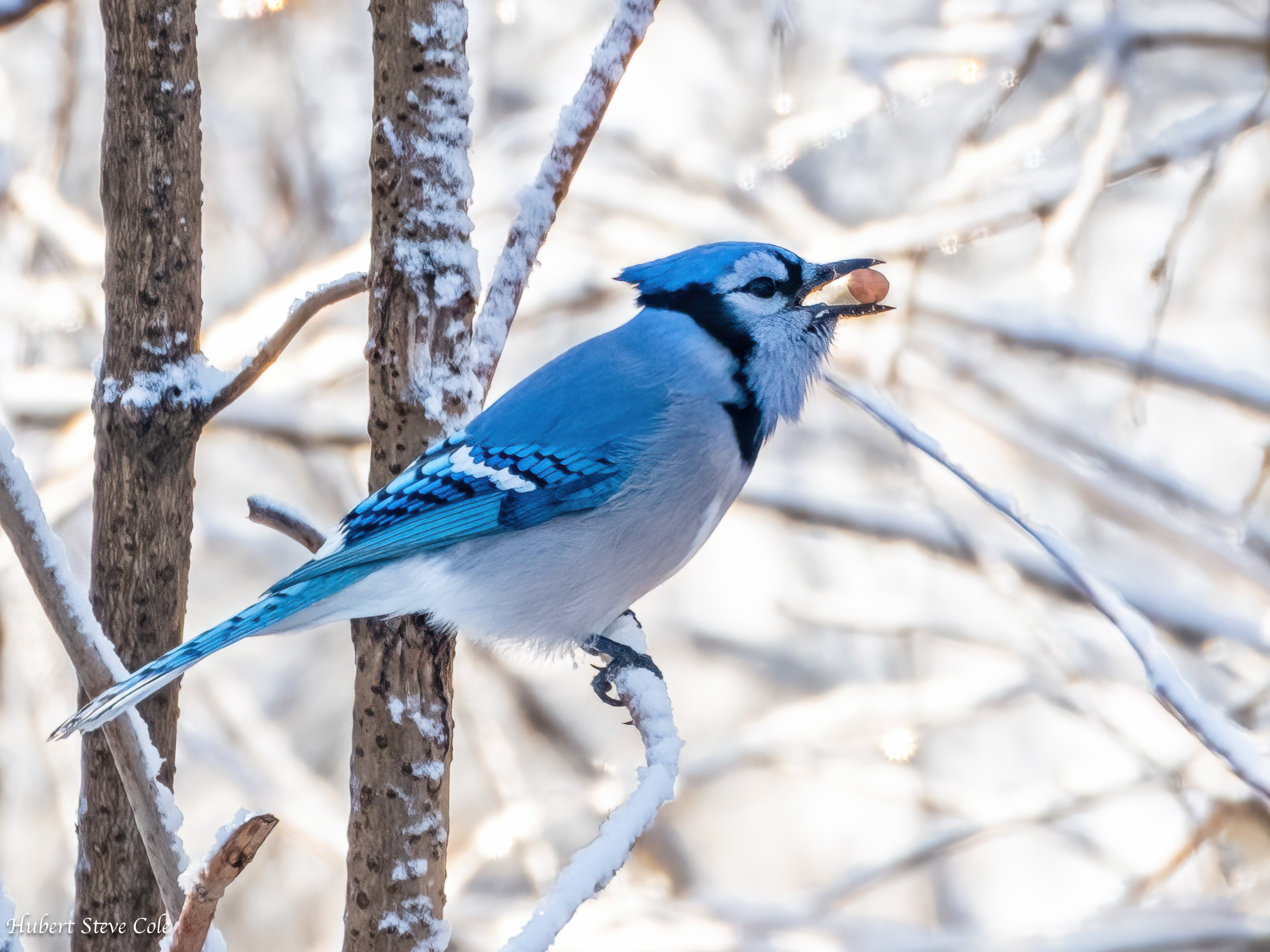 Peanut Hustler by Steve Cole