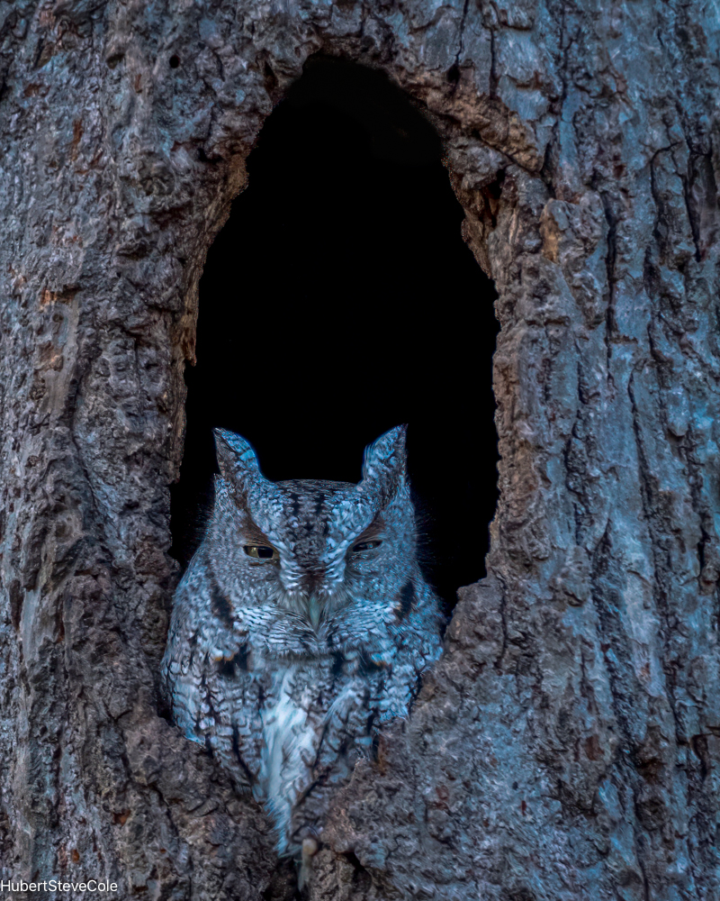 Eastern Screech Owl Portrait by Steve Cole