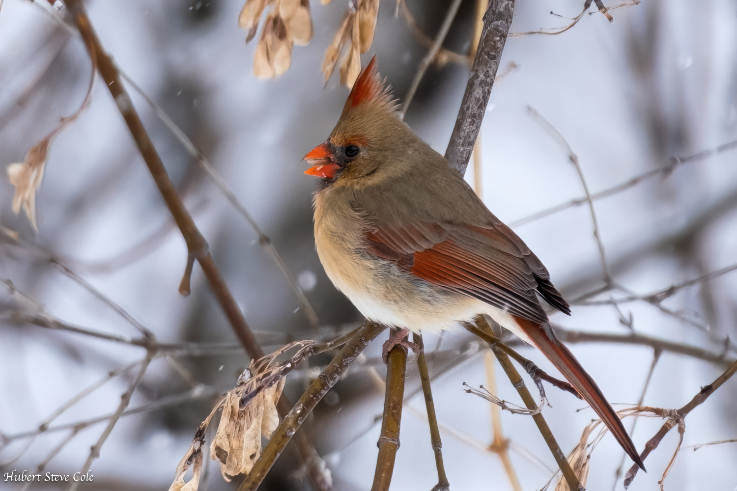 Lovely Winter Lady by Steve Cole