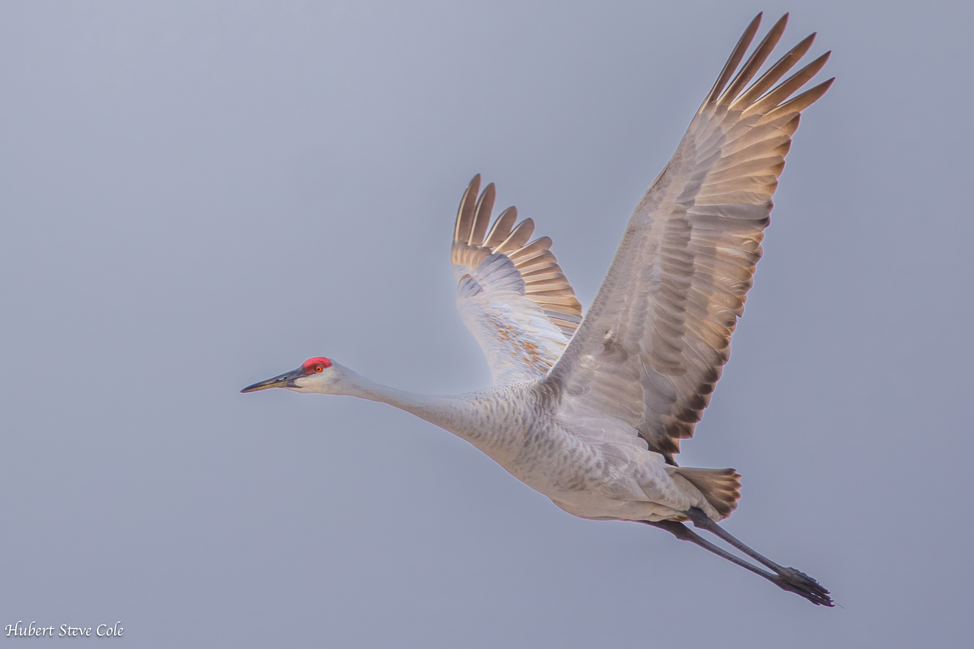 FlyByeHigh by Steve Cole