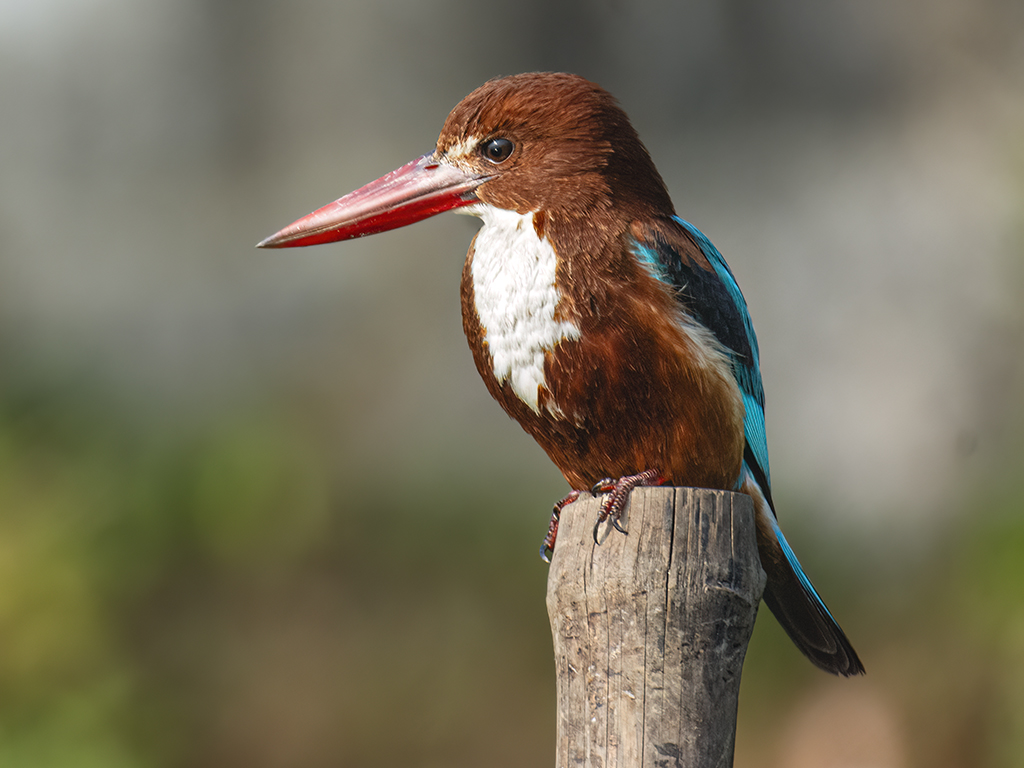 White Throated Kingfisher by Sanat Kumar Karmakar