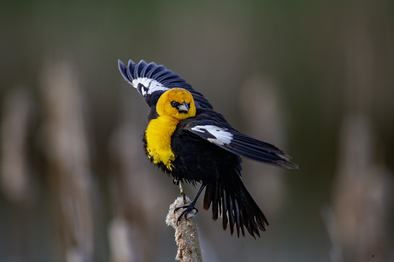 Yellow Headed Blackbird