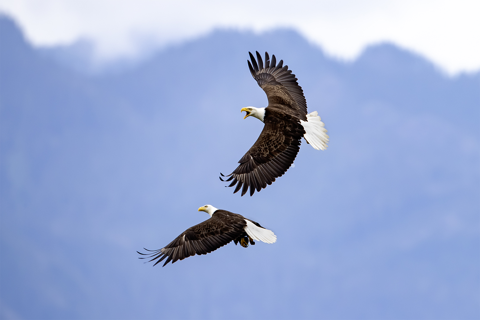 Seabeck Eagles by Bruce Benson