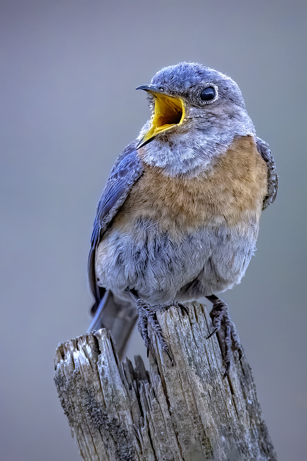 Bluebird