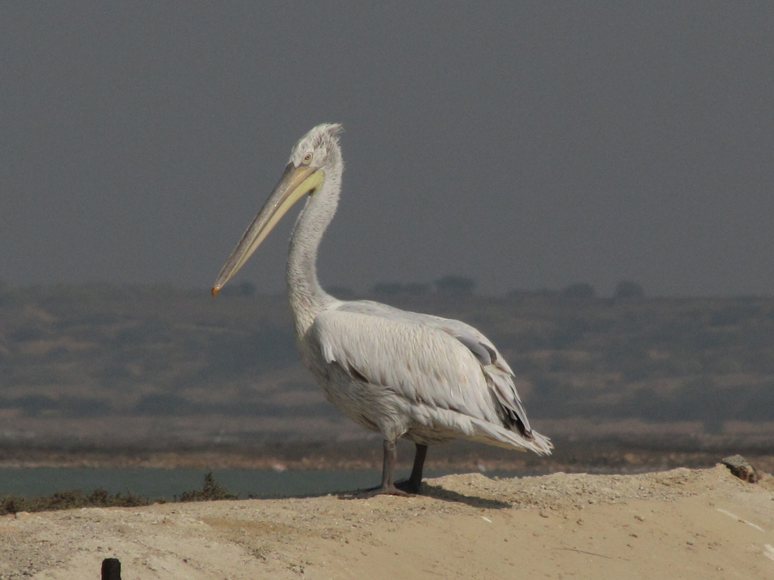 November 2025 - Sanat Kumar Karmakar