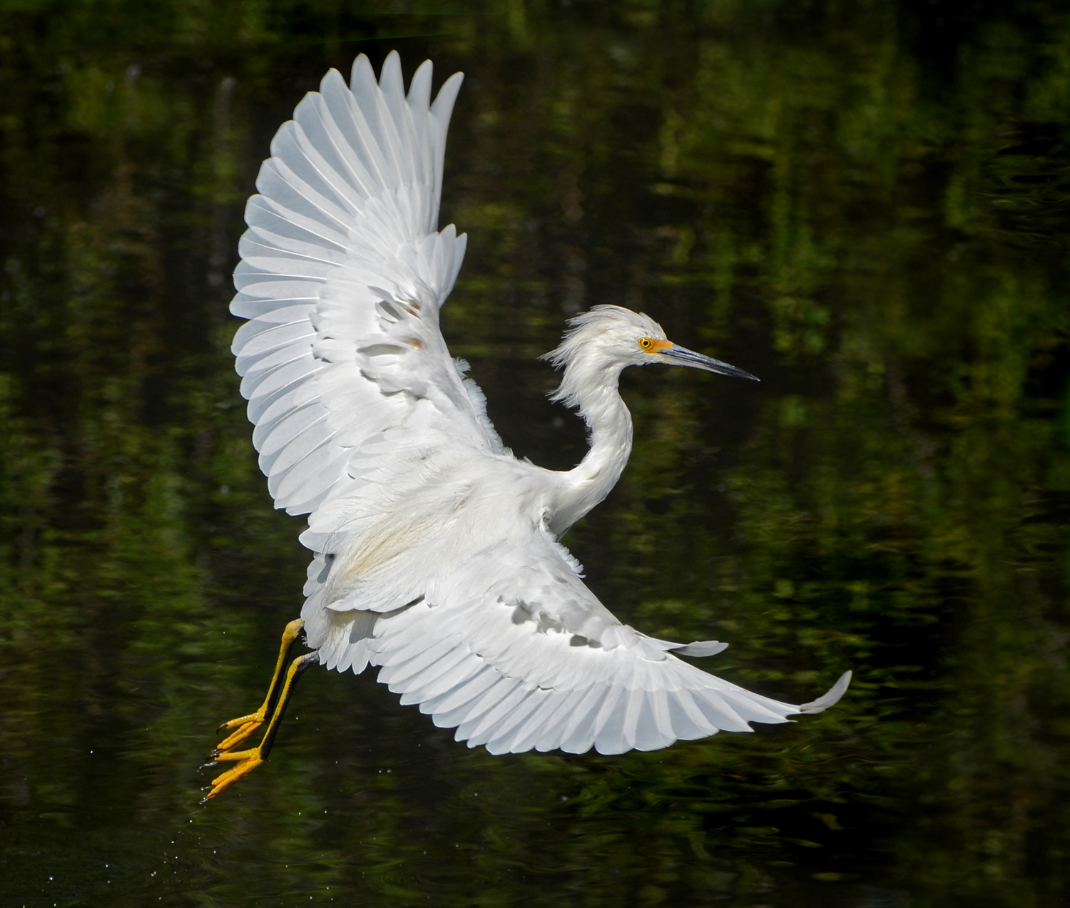 Elegant Glide by Jerry Biddlecom
