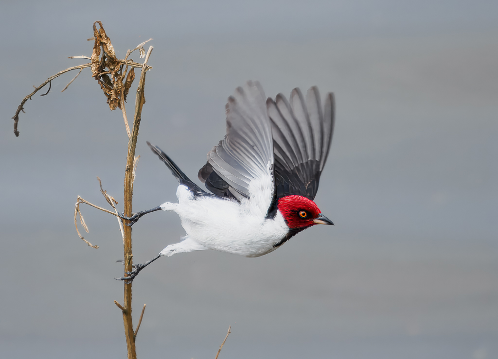 Red-Capped Cardinal Taking Off by Adrian Binney