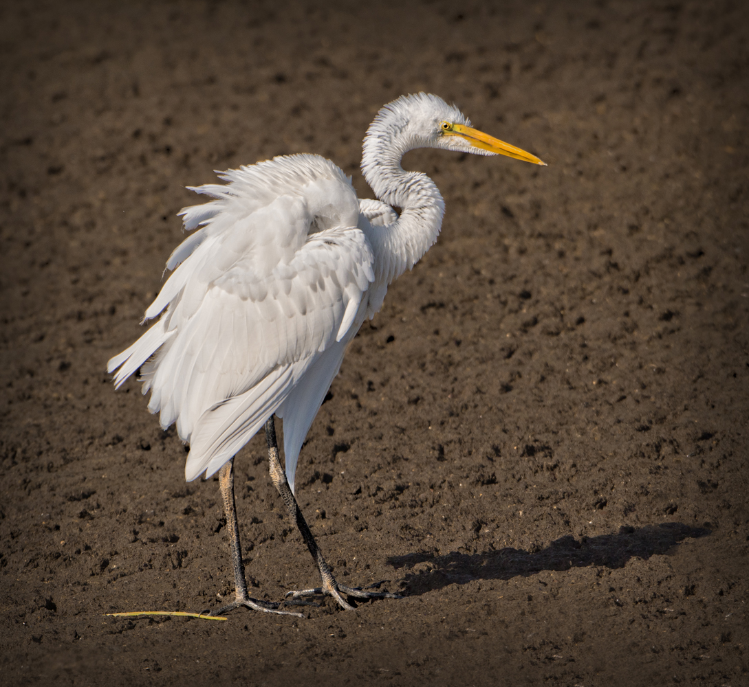 Searching The Mud Flats by Jerry Biddlecom