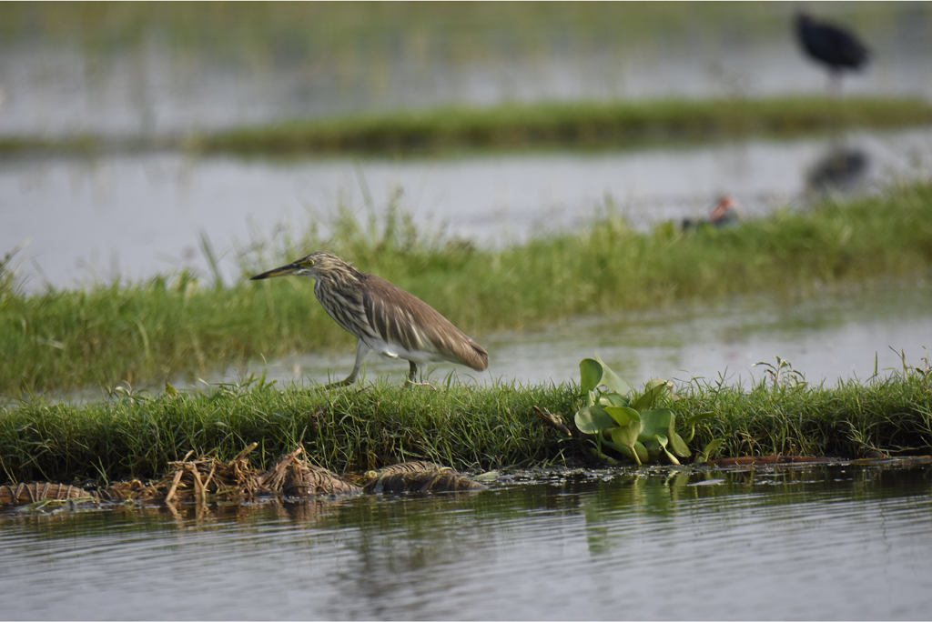 April 2026 - Sanat Kumar Karmakar