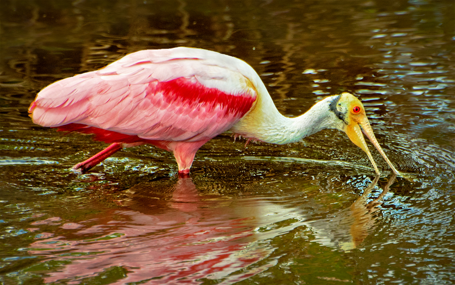 Spoonbill by Jerry Biddlecom
