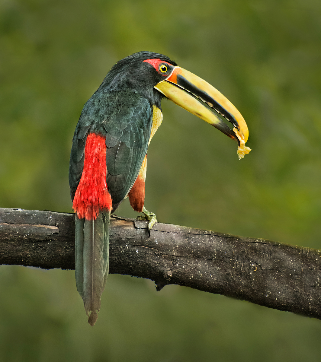 Toucan by Jerry Biddlecom