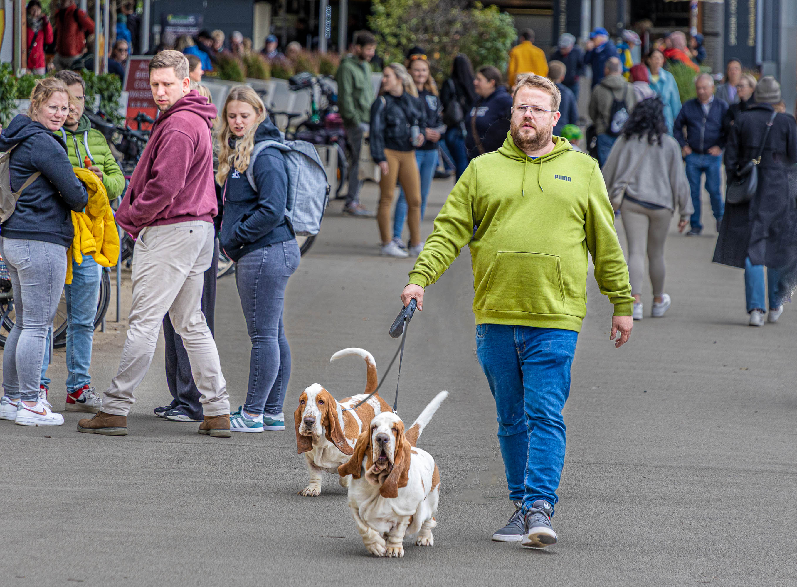 Two Bassett Hounds Make a Statement by Lou McLove