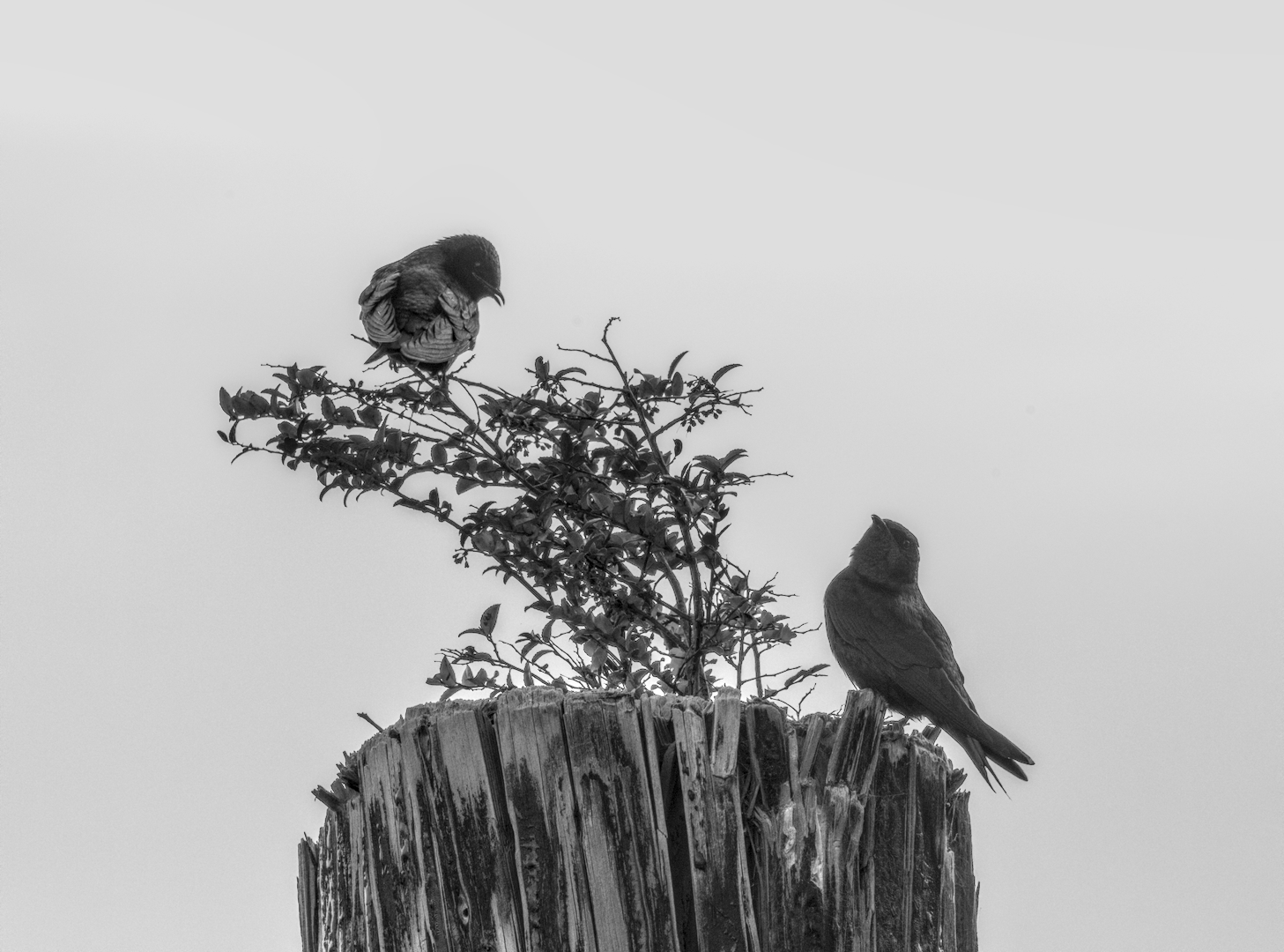 Just Tweeting by Ed O’Rourke