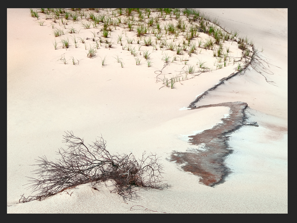 Fragile Life in the Dunes by Mark Bargen