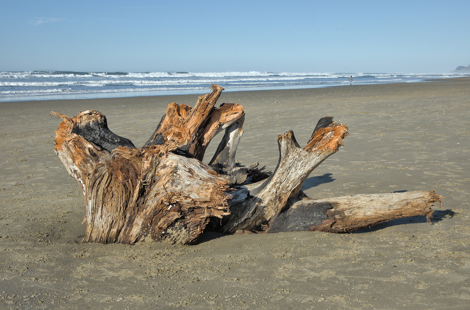 Driftwood by Ed O’Rourke