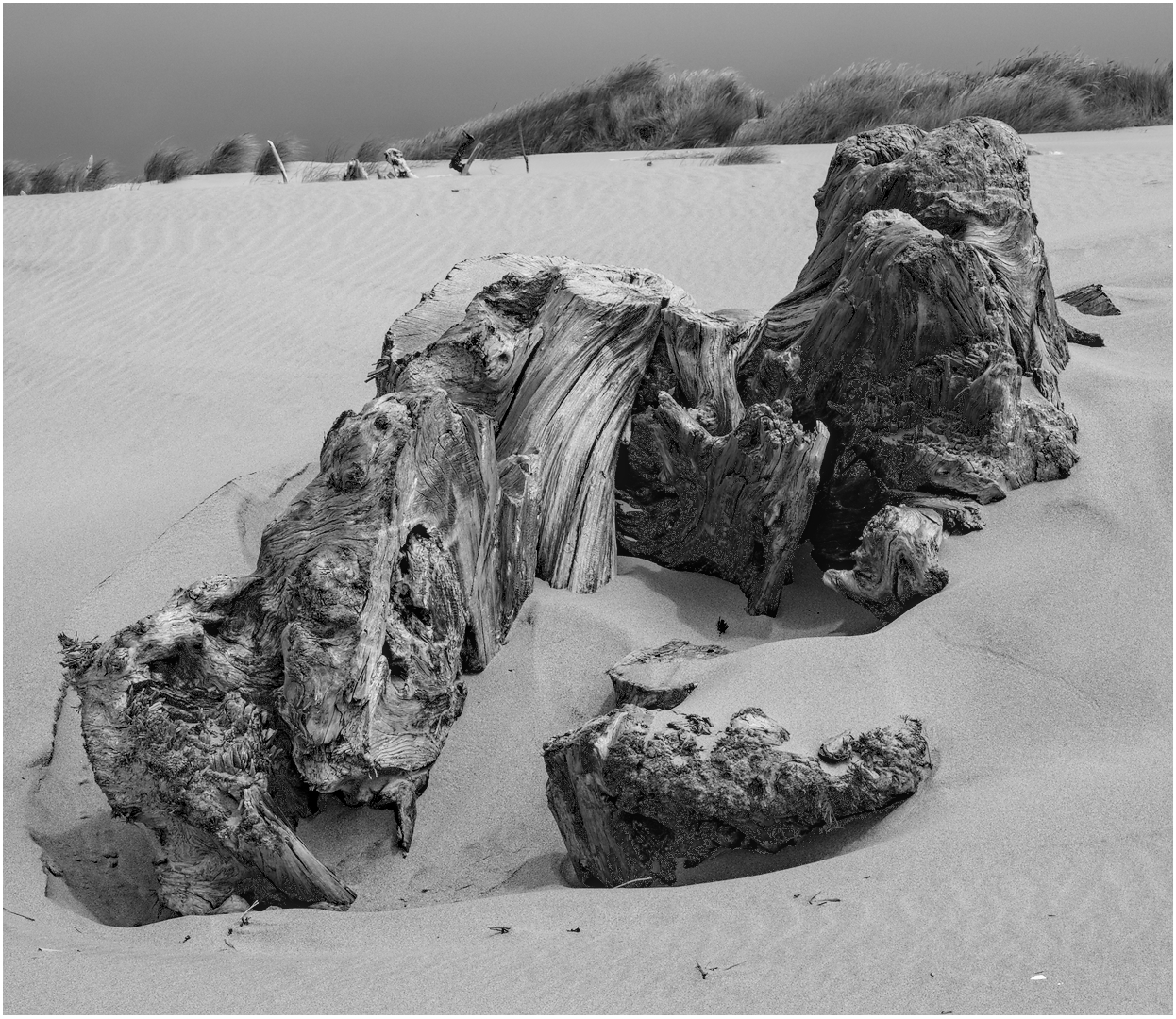 More Driftwood by Ed O&rsquo;Rourke