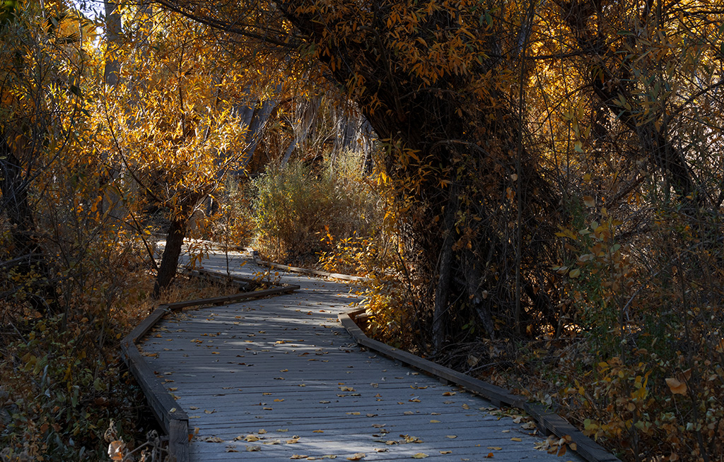 The Path by Darcy Quimby