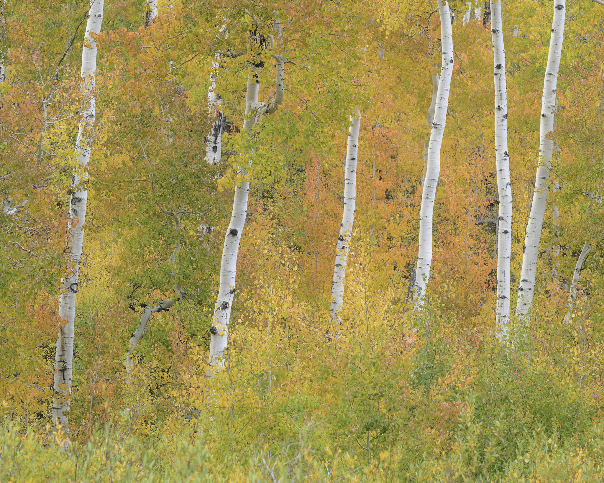 Last Dollar Road Aspens