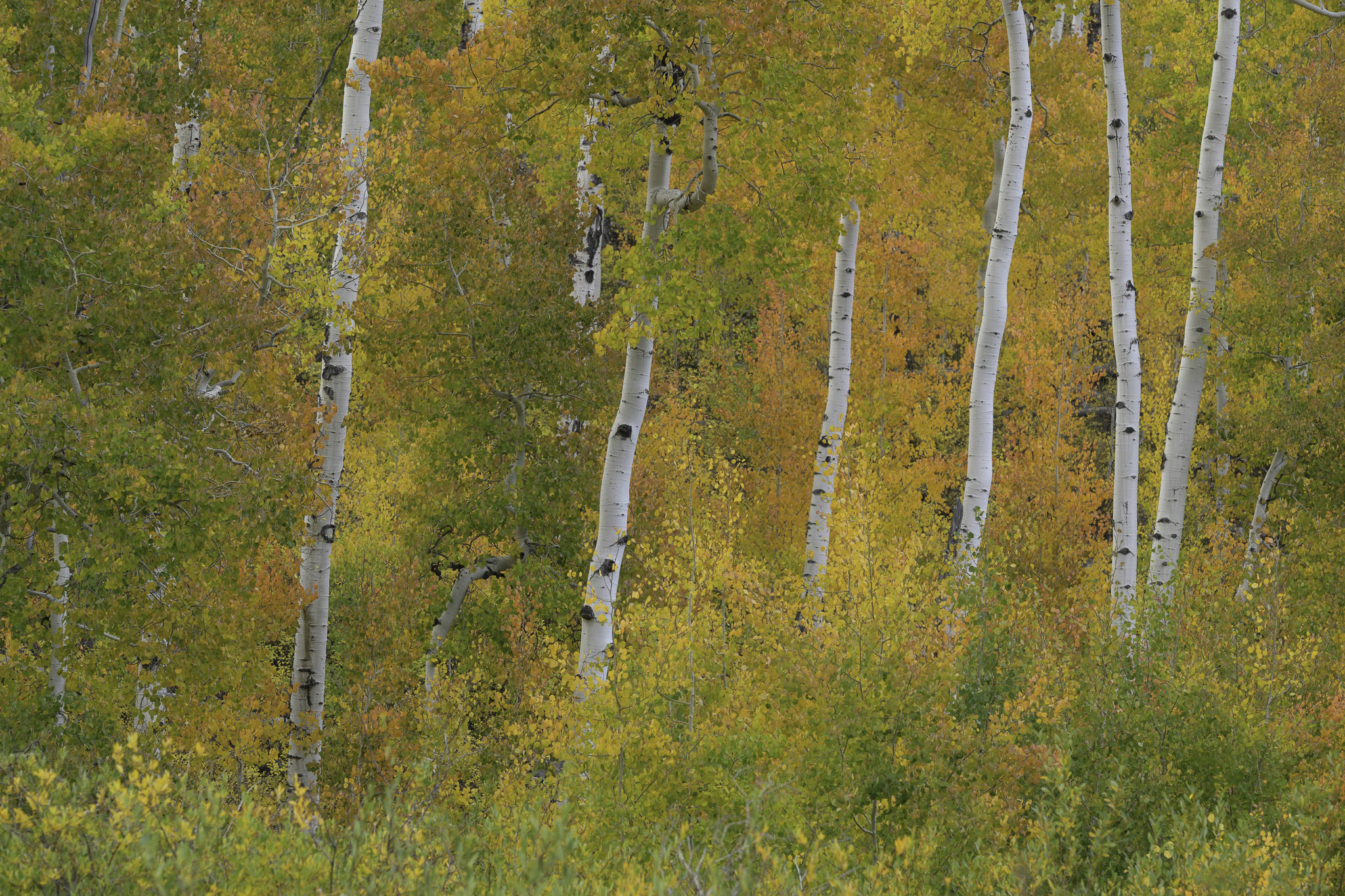 November 2025 - Dawn Gulino