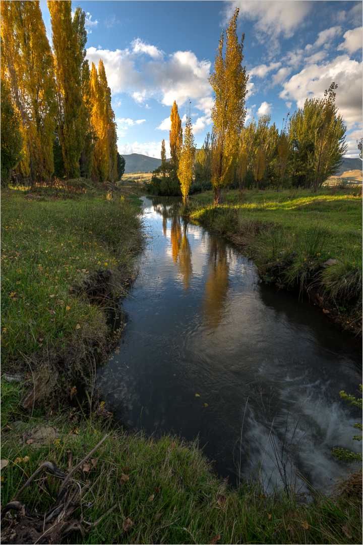 Poplars Changing Colors by Francois Venter