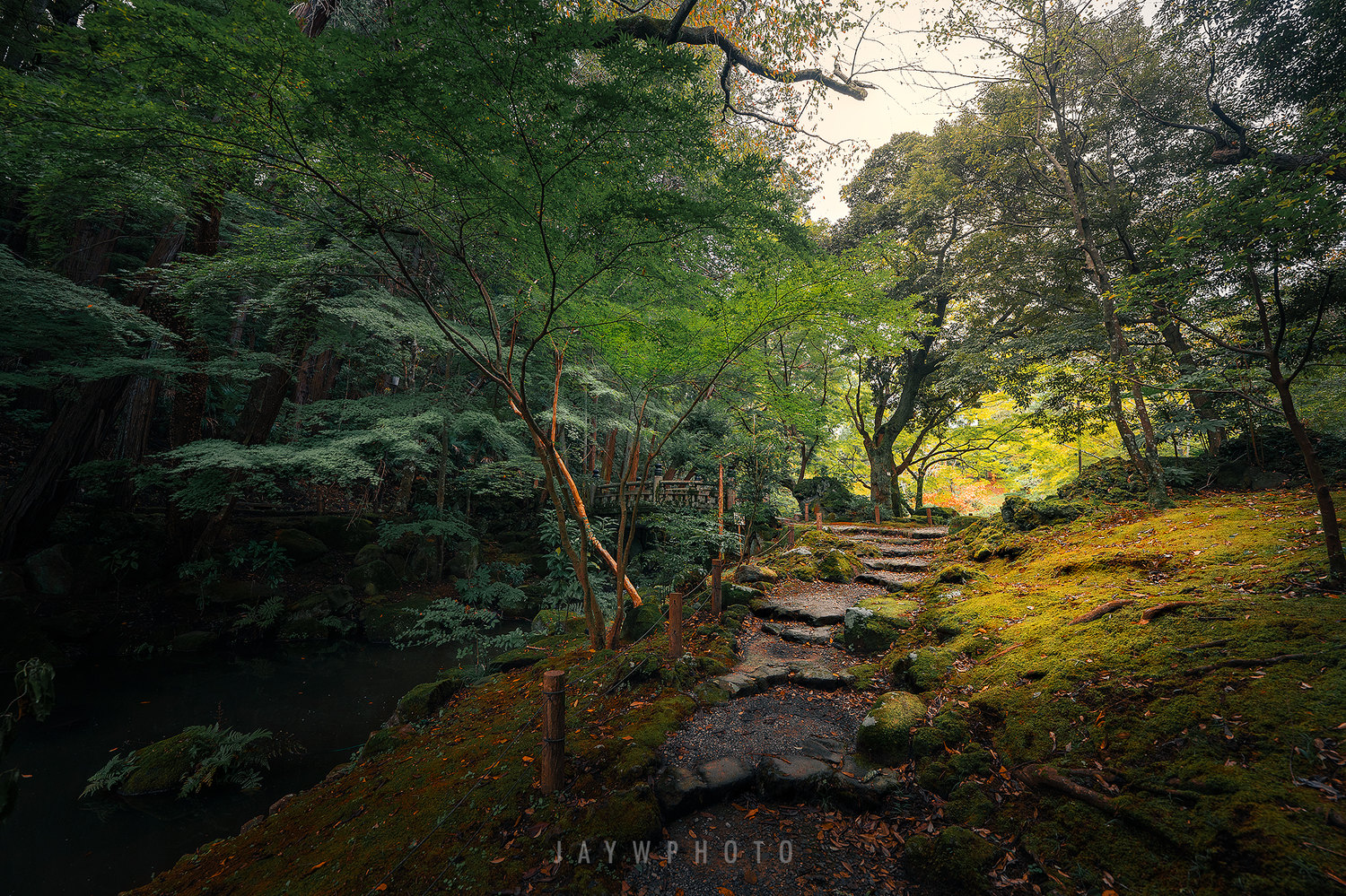 Forest Road by Jay Wong