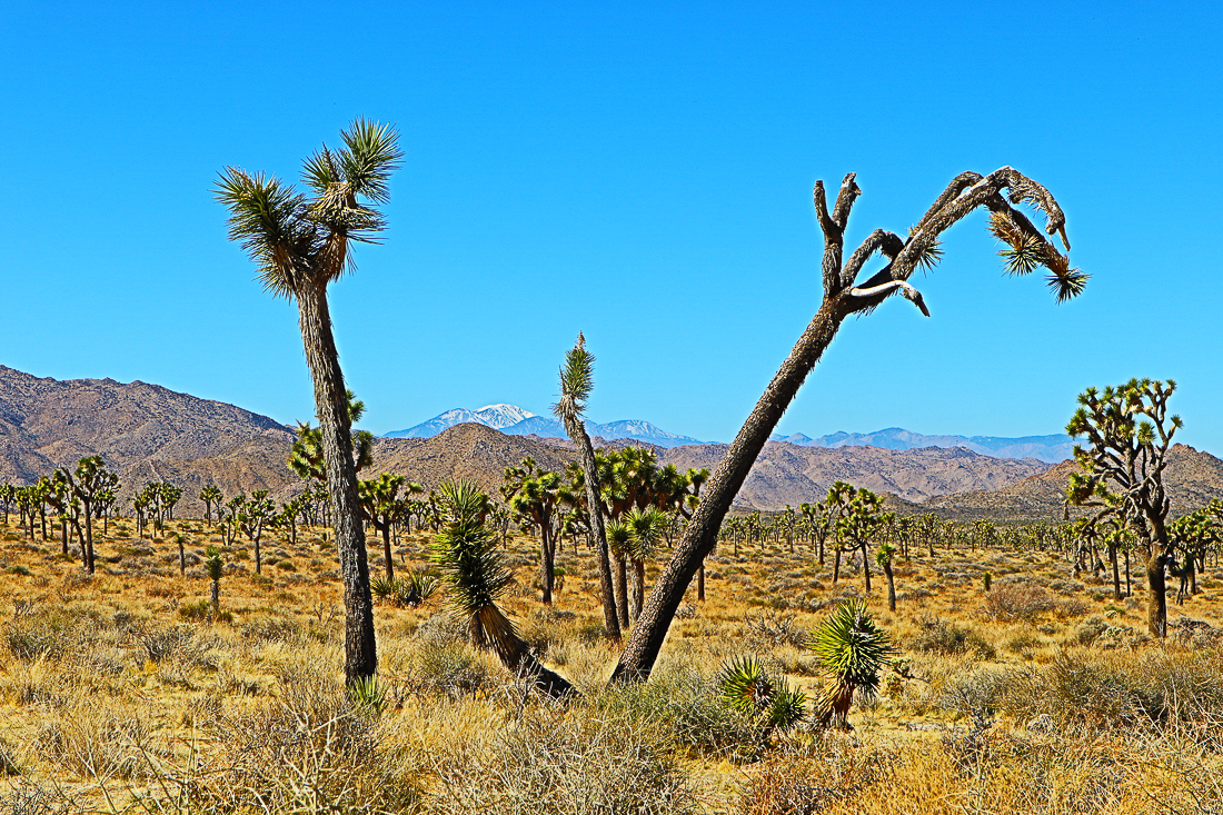 Joshua Tree by Neil Bellenie