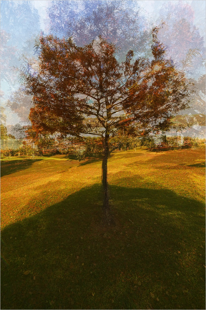 Around The Tree by Francois Venter