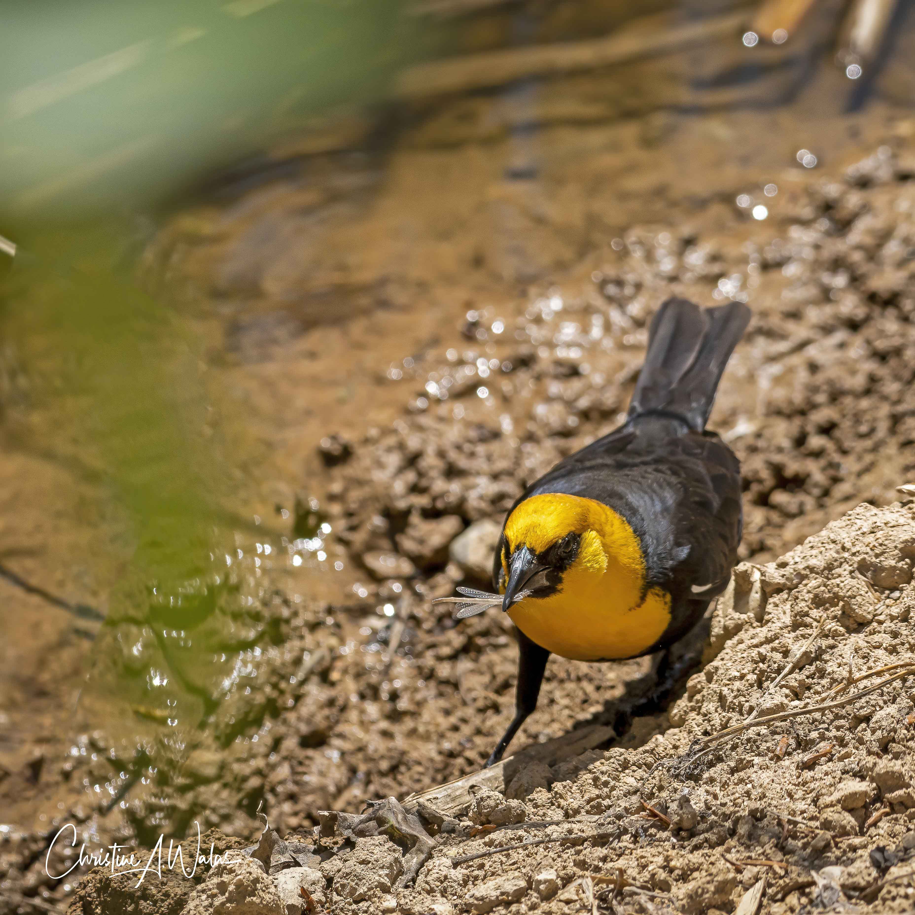Yellow Headed Blackbird  by Christine Walas