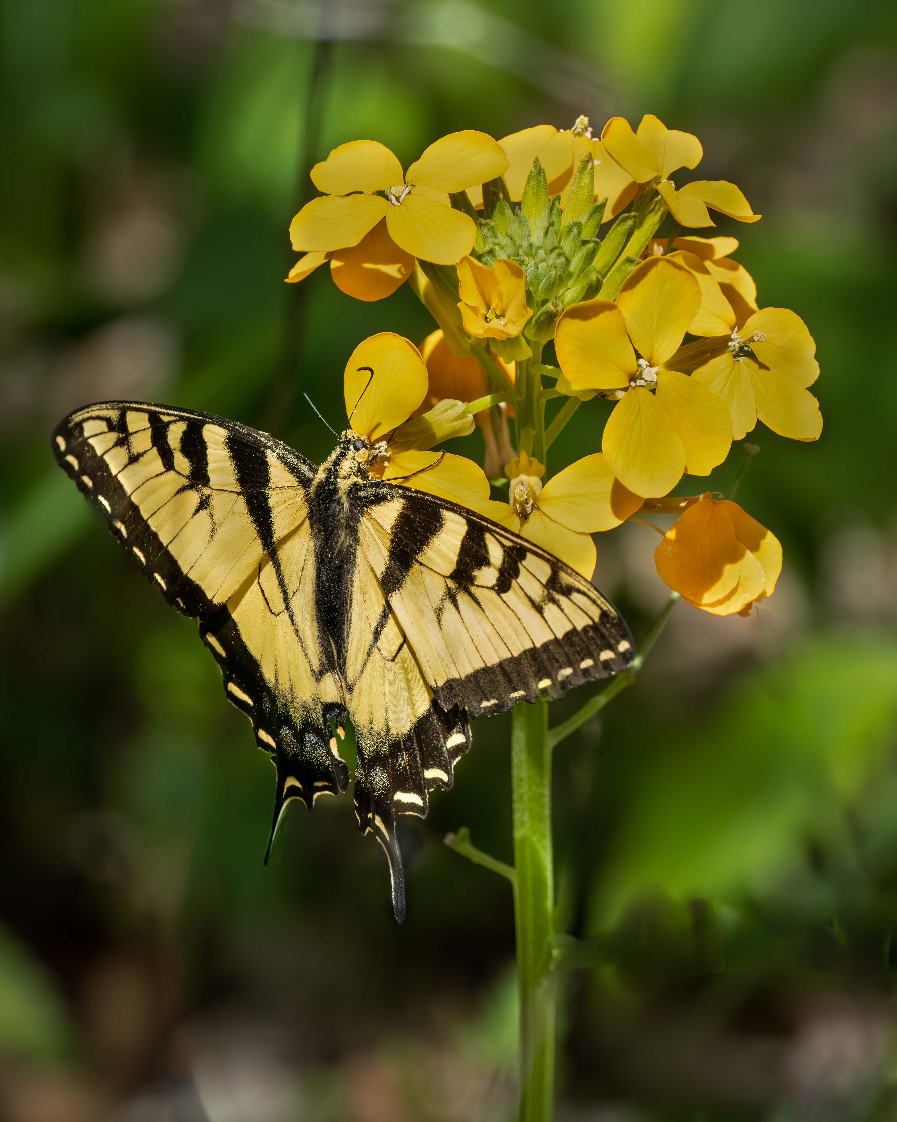 Eastern Tiger Swallowtail  by Donald Dunn