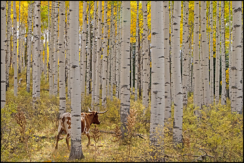 256 Rd Longhorn by Leslie Larson