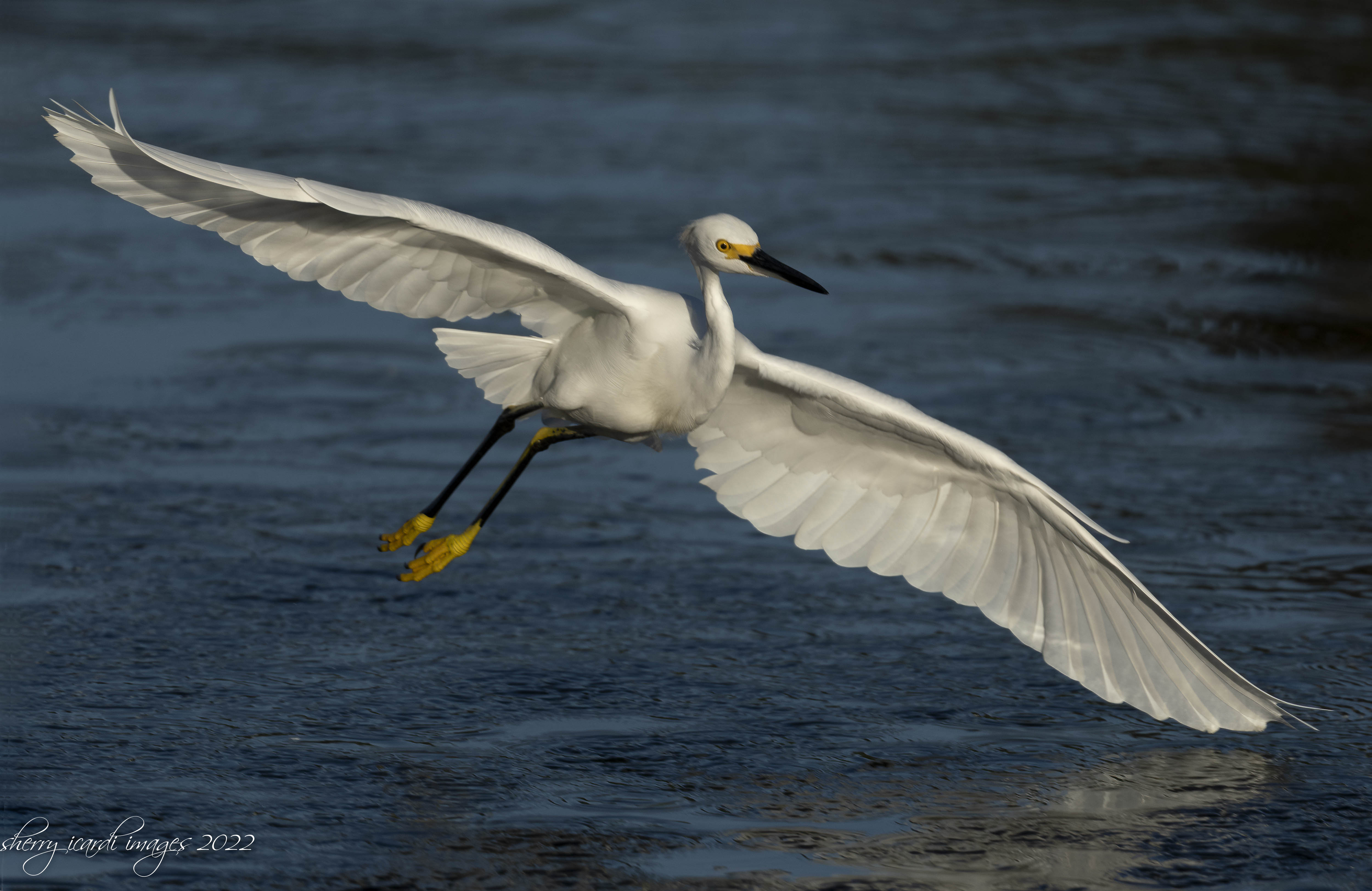 Snowy Egret In Flight by Sherry Icardi